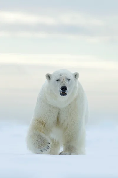 Gran oso polar sobre hielo de deriva —  Fotos de Stock