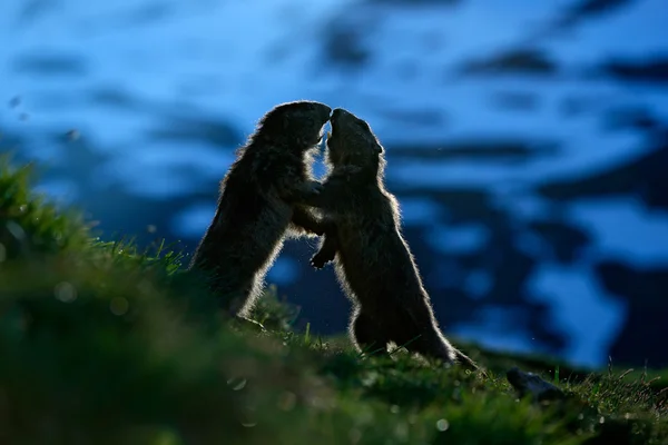 Harcok az állatok Marmots — Stock Fotó