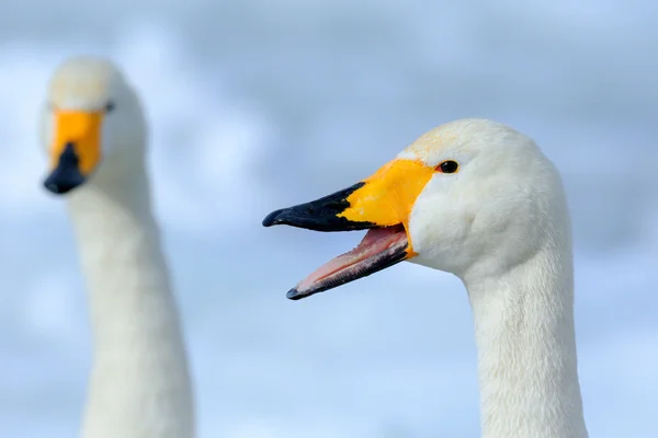 Singschwan mit offener Rechnung — Stockfoto