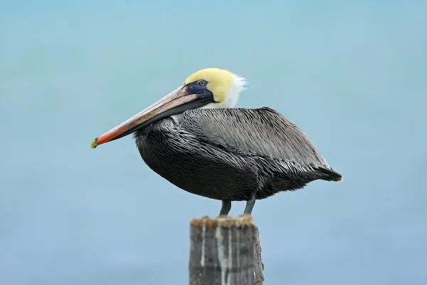 Коричневий Pelicanin Флориди — стокове фото