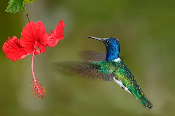 Colibrì Giacobino dal collo bianco — Foto Stock