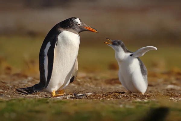Genç gentoo pengueni satılmamak gıda — Stok fotoğraf