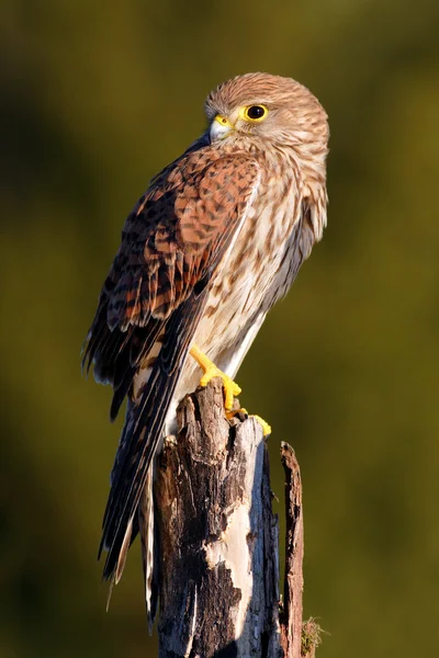 Cernícalo común pequeño pájaro de presa — Foto de Stock