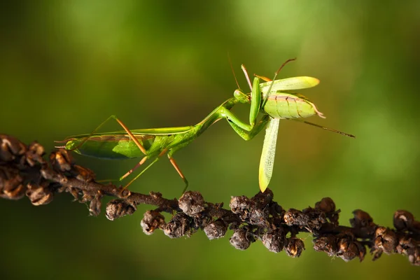 Matins comiendo mantis — Foto de Stock