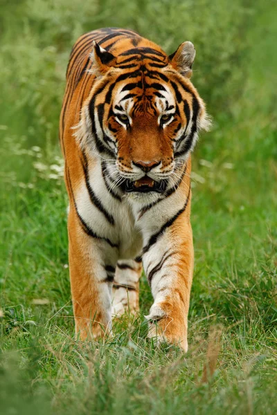 Amur ή σιβηρική τίγρη — Φωτογραφία Αρχείου