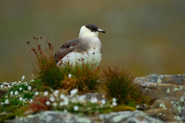 Arktischer Vogel im Gras — Stockfoto