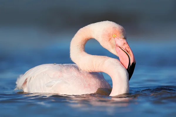 Greater Flamingo in dark blue water — Stock Photo, Image