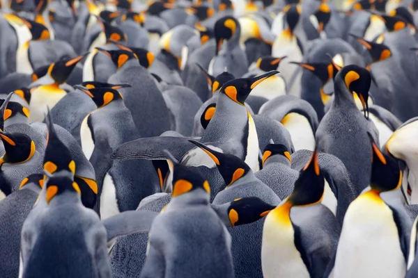 Kral penguen kolonisi — Stok fotoğraf
