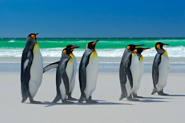 Groep voor koning Penguins — Stockfoto