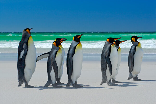 Группа пингвинов

