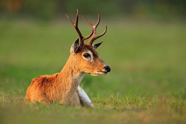 Pampas Deer sitting in the green grass — Stock Photo, Image