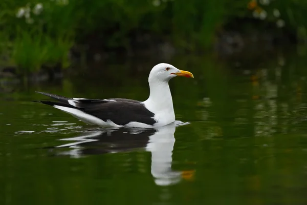 Pássaro de água Kelp Gull — Fotografia de Stock