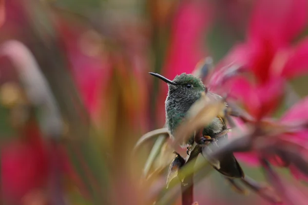 Malý proužek sledoval kolibřík — Stock fotografie