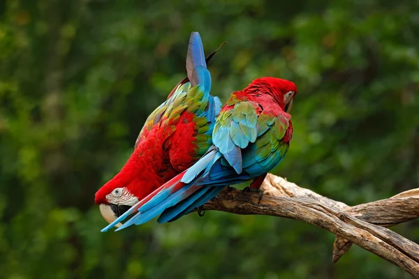 Pair of big parrots — Stock Photo, Image