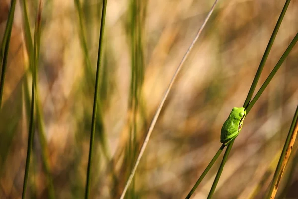European tree frog — Stock Photo, Image