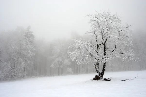 在冬天株孤零零的树 — 图库照片