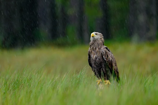 Águia de cauda branca sob forte chuva — Fotografia de Stock