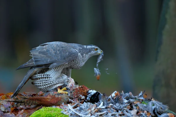 Duvhök döda gemensamma fasan — Stockfoto