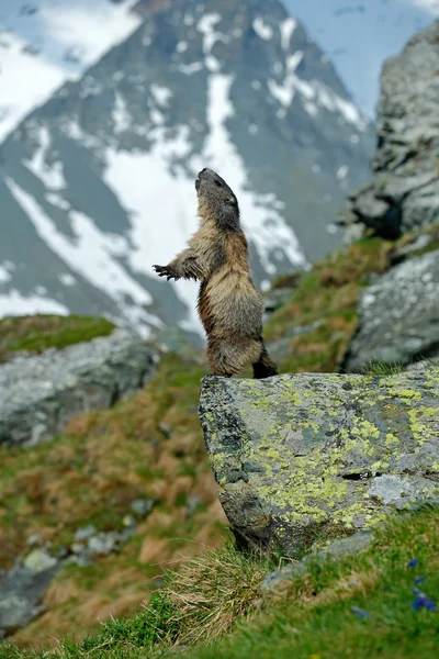 Sevimli hayvan Marmot kadar oturup — Stok fotoğraf