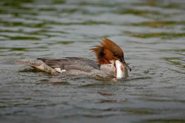 Common Merganser with catch fish, — Stock Photo, Image