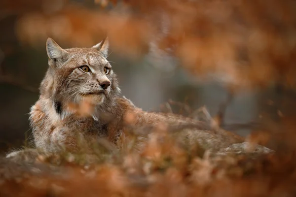 Eurasian Lynx hidden — Stock Photo, Image