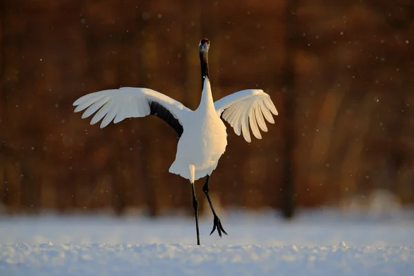 Dançando pássaro branco guindaste vermelho-coroado — Fotografia de Stock