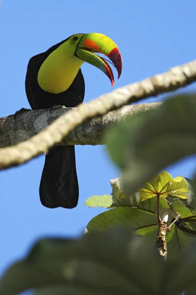 Tucano dal becco a chiglia seduto sul ramo — Foto Stock