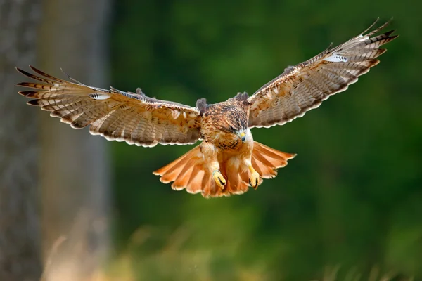 Repülő Piros farkú hawk — Stock Fotó