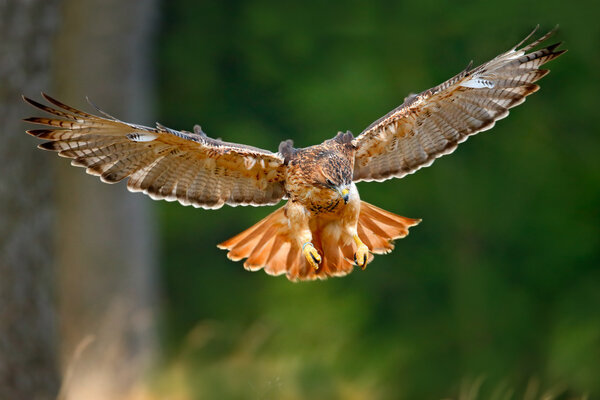 Flying Red-tailed hawk