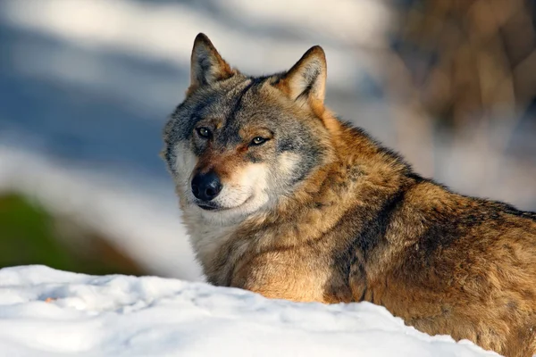 Lobo gris Retrato — Foto de Stock