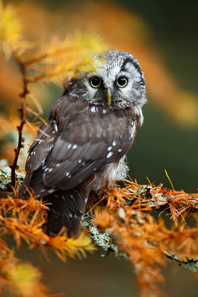 Detailliertes Porträt der kleinen Boreal-Eule — Stockfoto