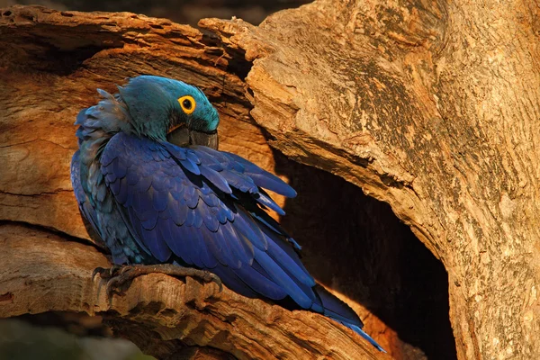 Grande pappagallo blu Giacinto Ara — Foto Stock