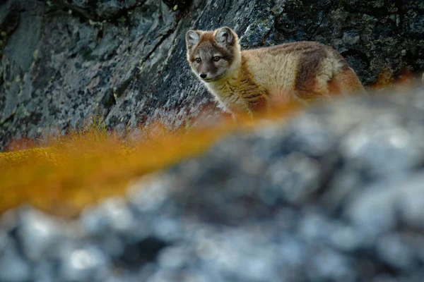 Carino ritratto animale — Foto Stock