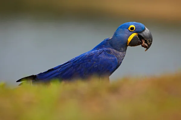 Portrait of big blue parrot Hyacinth Macaw