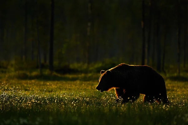 Великий ведмідь бурий — стокове фото