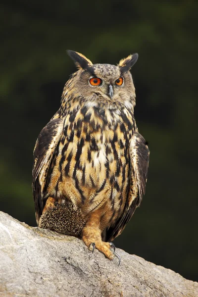Big Eurasian Eagle Owl — Stock Photo, Image