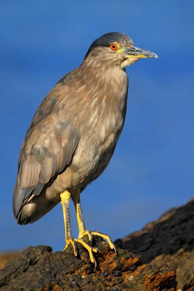 Night heron on the stone coast — Stock Photo, Image