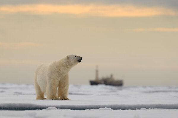 Polar bear on the drift ice