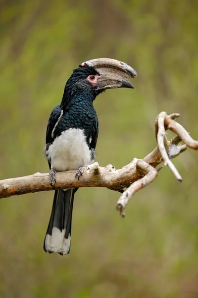 Trompeter Hörnbil, Vogel mit großem Schnabel — Stockfoto