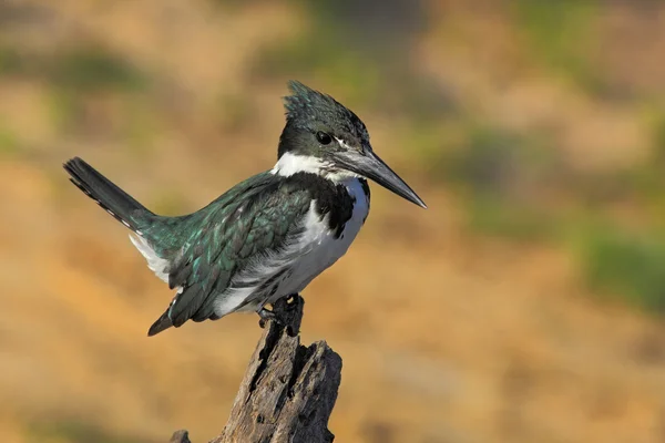 Yeşil ve beyaz kuş Amazon Kingfisher — Stok fotoğraf