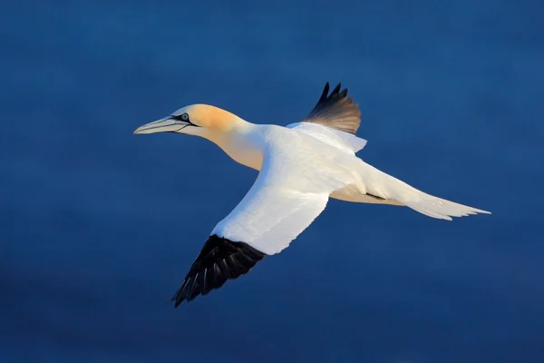 Aves marinhas voadoras — Fotografia de Stock