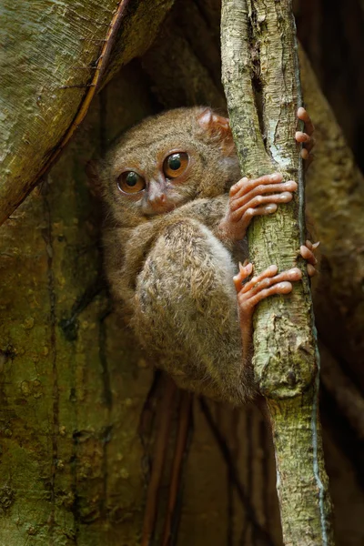 Retrato de Tarsier Espectral — Fotografia de Stock