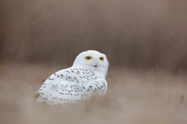 Búho nevado pájaro — Foto de Stock