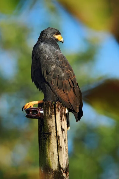 Falco coda di zona sul palo dell'elettricità — Foto Stock