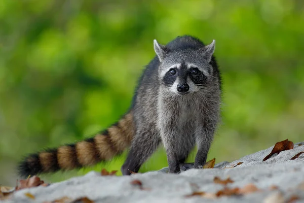 The Raccoon walking on white sand — Stock Photo, Image