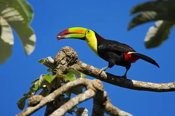 Toucan quilha-faturado com alimentos — Fotografia de Stock