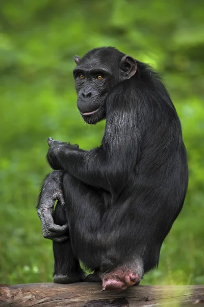 Chimpancé de mankey negro — Foto de Stock