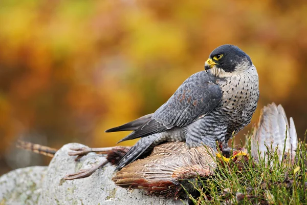 Peregrine Falcon alimentação — Fotografia de Stock