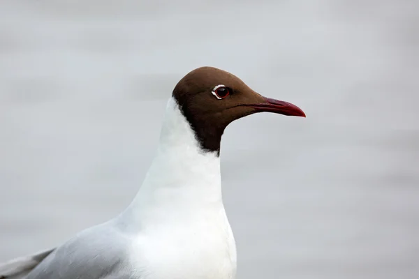 Black-headed Gull detail portrait — Stock Photo, Image