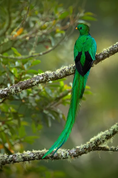 Prächtiger grüner und roter Vogel — Stockfoto